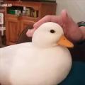 Duck Tape